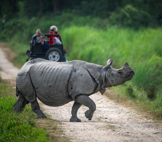 Wildlife & Safari