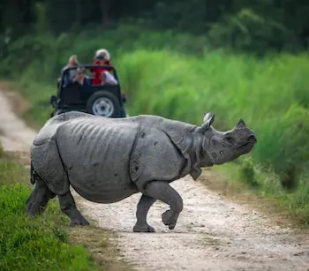 Wildlife & Safari
