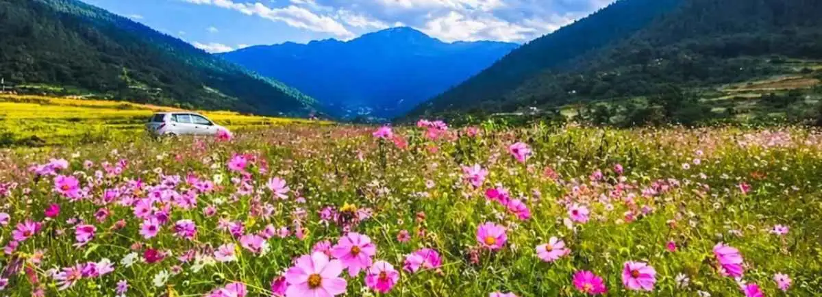 Pink cosmos flowers blooming in a valley near Dirang, surrounded by mountains and blue sky.