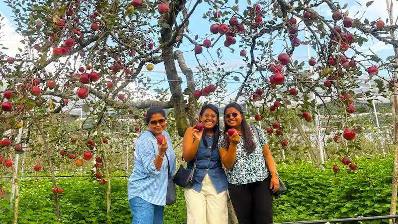 Three travelers under a fully-laden apple tree at an orchard in Shergaon.