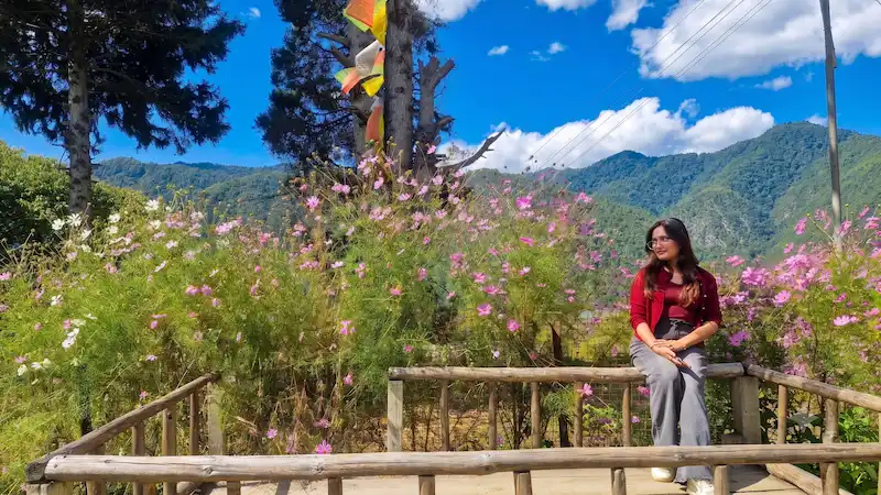 Cosmos flowers in bloom on a wooden viewpoint railing in Shergaon, with prayer flags and mountains behind.