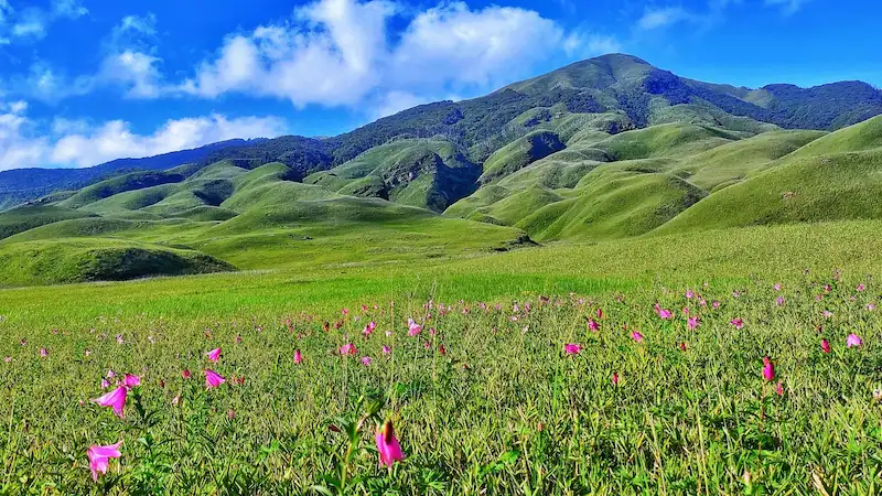 Pink Dzukou lilies blooming across the valley floor, with green hills in the background.