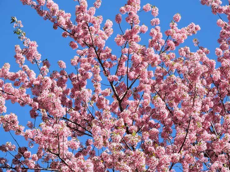 Wild cherry blossoms in bloom over Ward's Lake, Shillong, Meghalaya