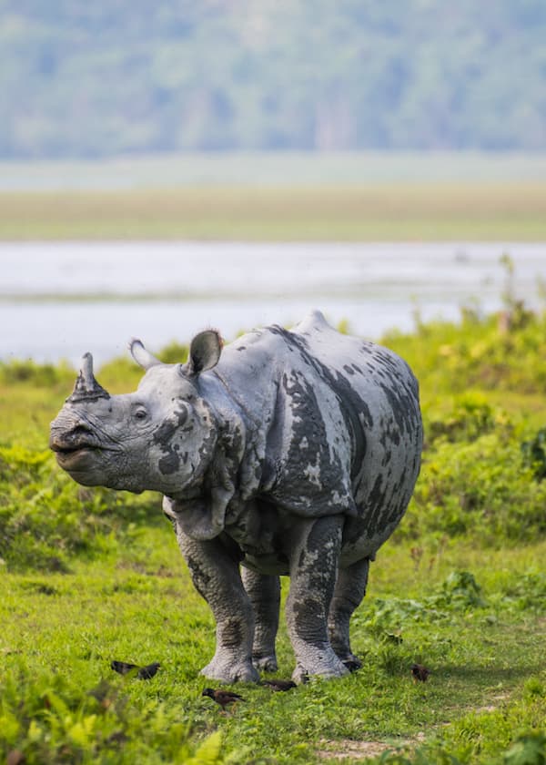 Assam